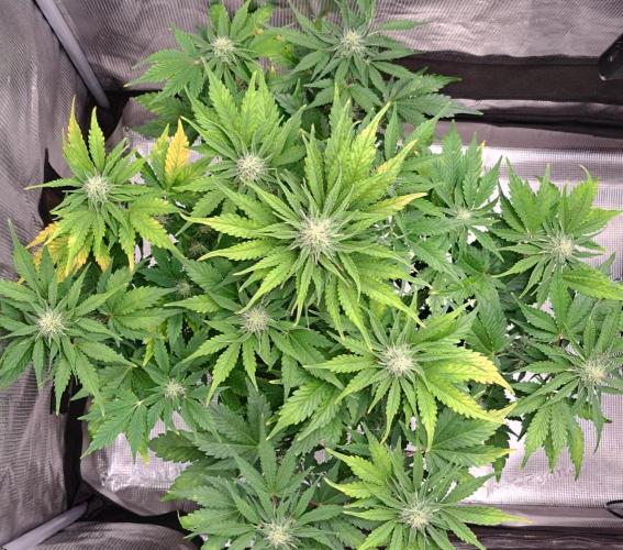 Dreams become purple. Week 7 - Day 43