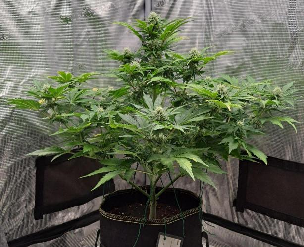 Dreams become purple. Week 7 - Day 43