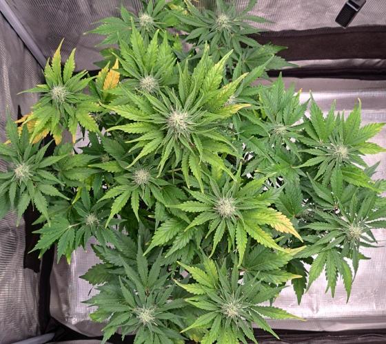 Dreams become purple. Week 7 - Day 44