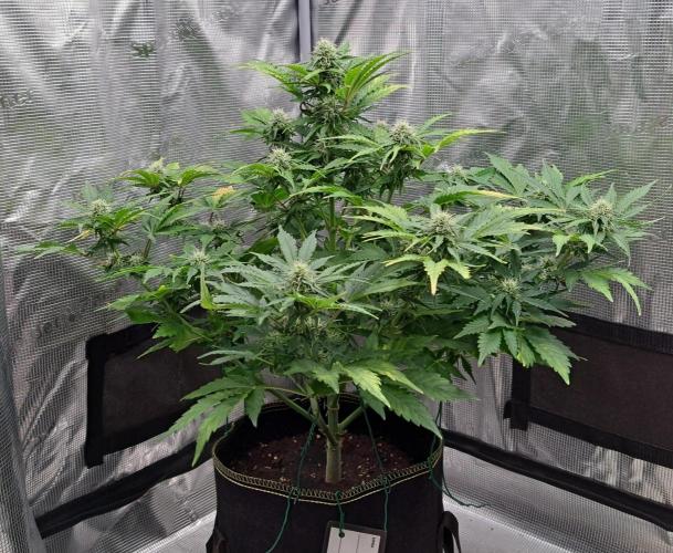 Dreams become purple. Week 7 - Day 44