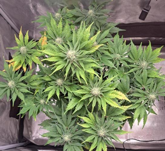 Dreams become purple. Week 7 - Day 45