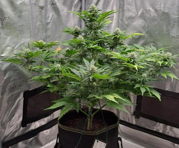 Dreams become purple. Week 7 - Day 45