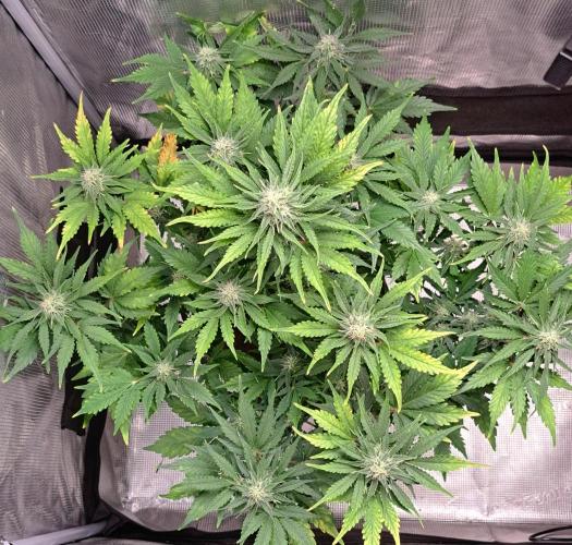 Dreams become purple. Week 7 - Day 46