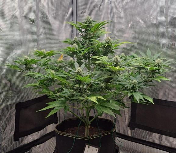 Dreams become purple. Week 7 - Day 46