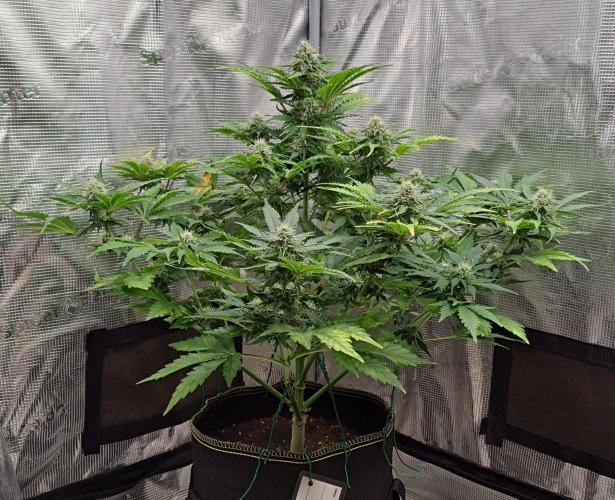 Dreams become purple. Week 7 - Day 47