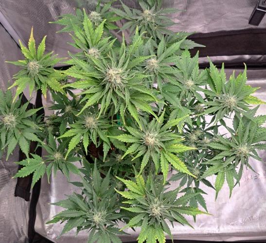 Dreams become purple. Week 7 - Day 48