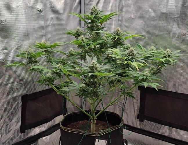 Dreams become purple. Week 7 - Day 48