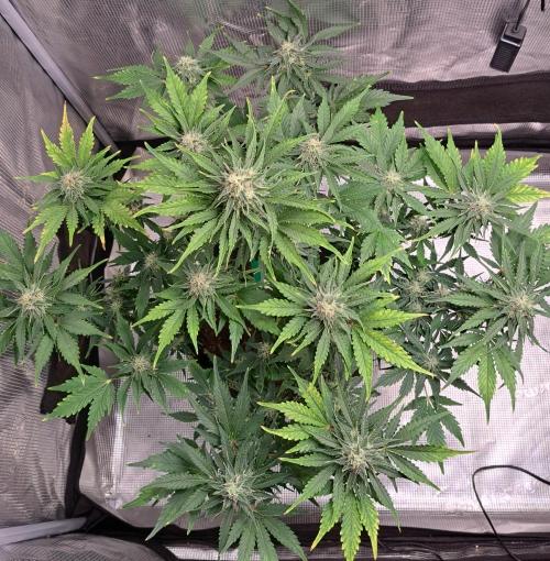 Dreams become purple. Week 7 - Day 49