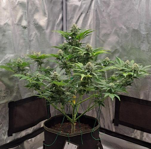 Dreams become purple. Week 7 - Day 49