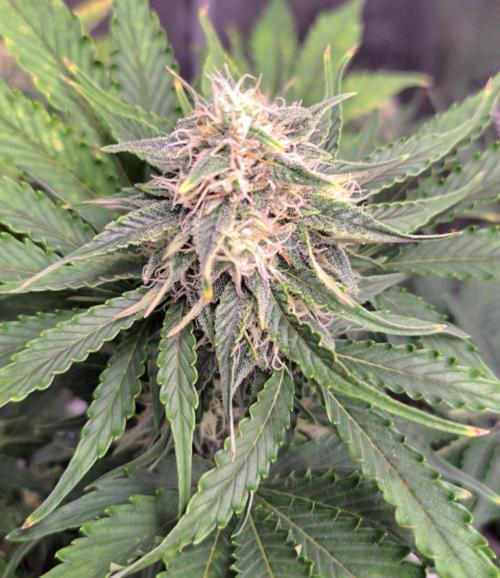 Dreams become purple. Week 7 - Day 49