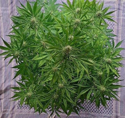 Little jealousy lady. Week 7 - Day 43