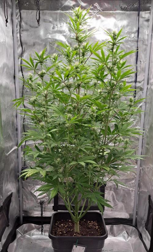 Little jealousy lady. Week 7 - Day 46