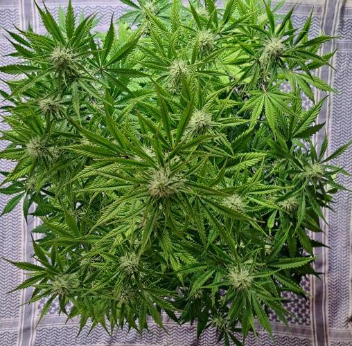 Little jealousy lady. Week 7 - Day 48