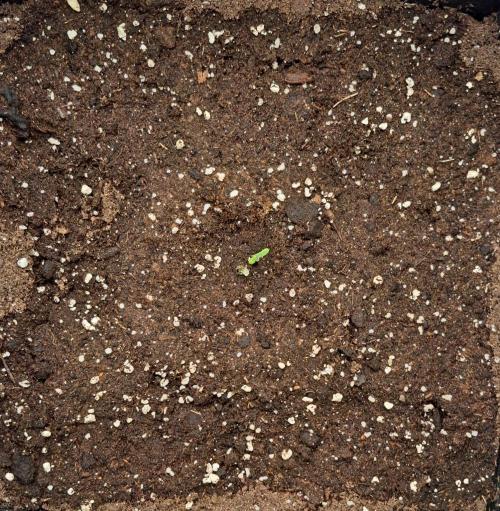 amIZIng Diesel. Week 1 - Day 1