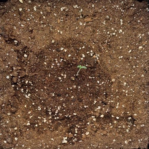 amIZIng Diesel. Week 1 - Day 2