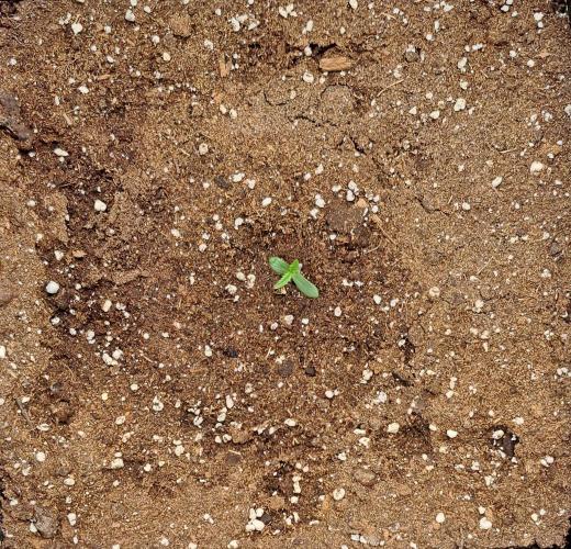 amIZIng Diesel. Week 1 - Day 3