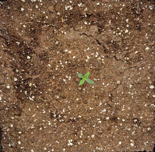 amIZIng Diesel. Week 1 - Day 4