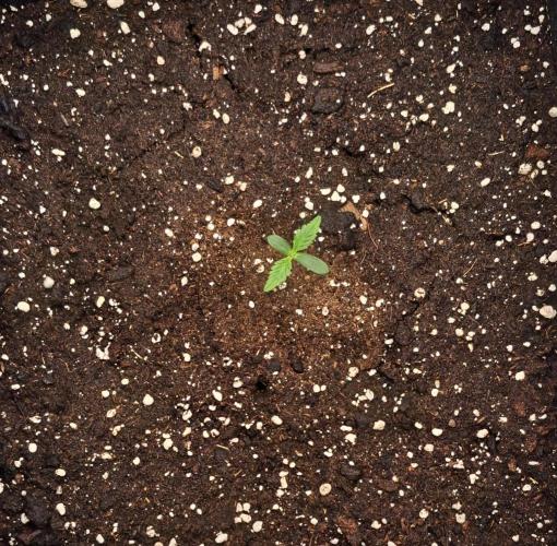 amIZIng Diesel. Week 1 - Day 5