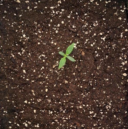 amIZIng Diesel. Week 1 - Day 6