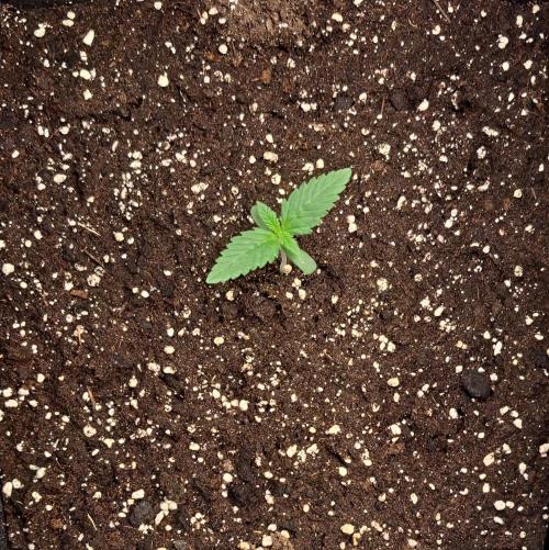 Coke for dessert. Week 2 - Day 8 