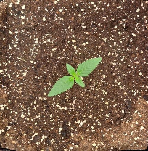 Coke for dessert. Week 2 - Day 9