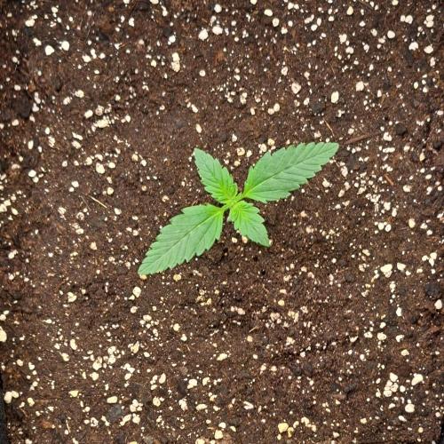 Coke for dessert. Week 2 - Day 10