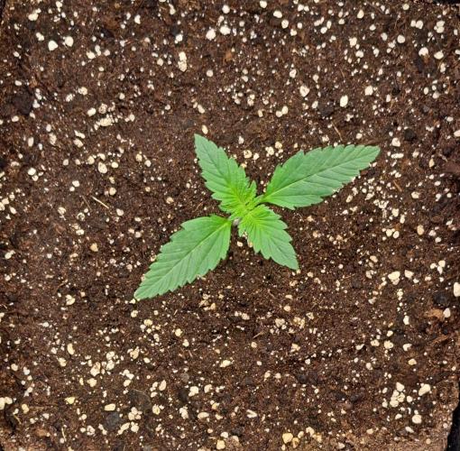 Coke for dessert. Week 2 - Day 11