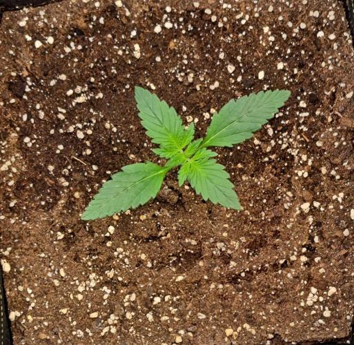 Coke for dessert. Week 2 - Day 12