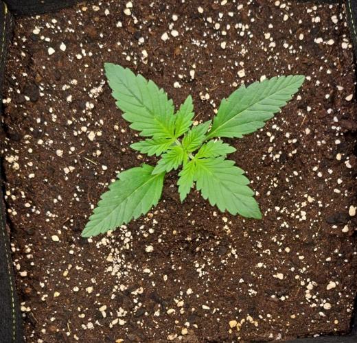 Coke for dessert. Week 2 - Day 13