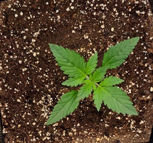 Coke for dessert. Week 2 - Day 14