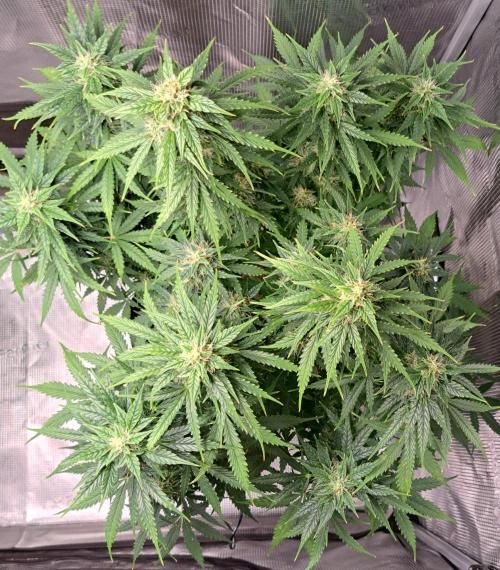 King of Kong. Week 9 - Day 57