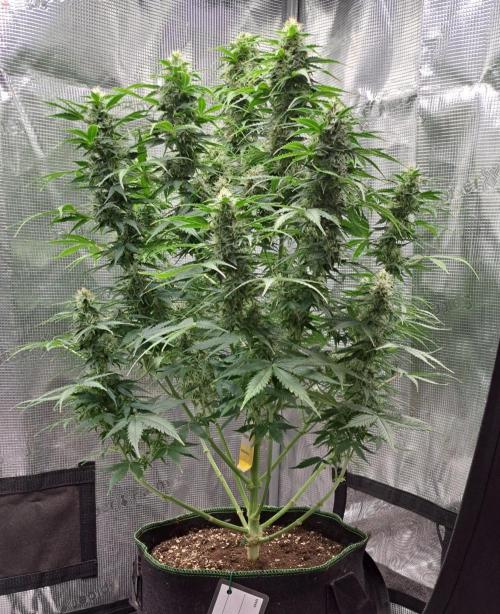 King of Kong. Week 9 - Day 57