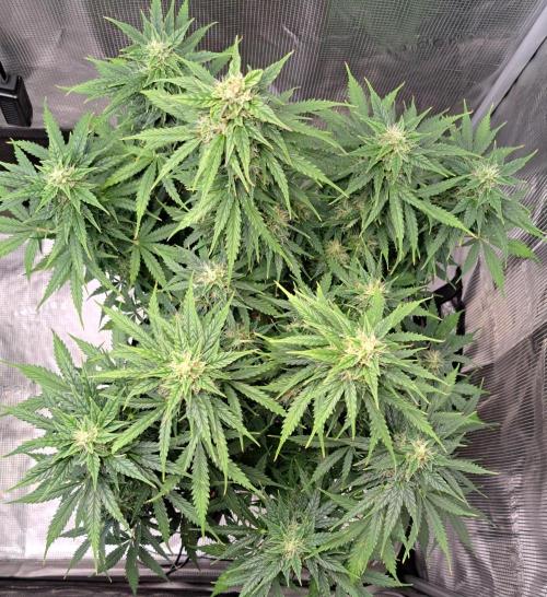 King of Kong. Week 9 - Day 58