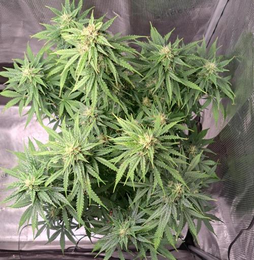 King of Kong. Week 9 - Day 59