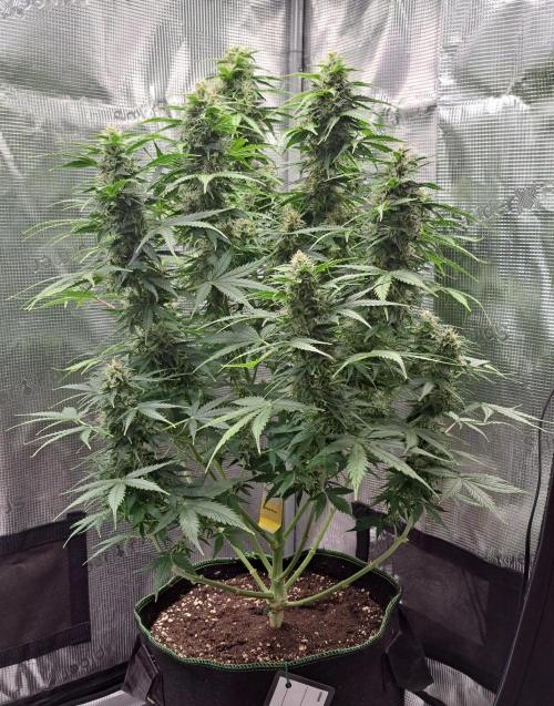 King of Kong. Week 9 - Day 59