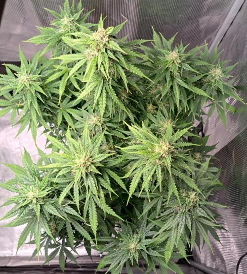 King of Kong. Week 9 - Day 60