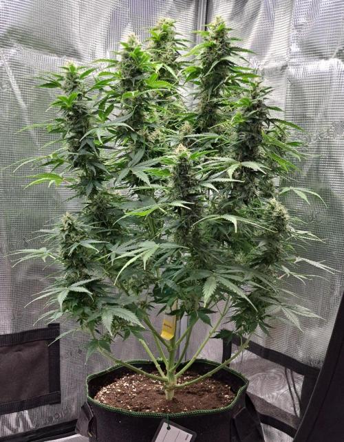 King of Kong. Week 9 - Day 60