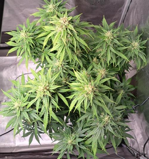 King of Kong. Week 9 - Day 61