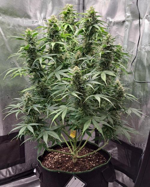 King of Kong. Week 9 - Day 61