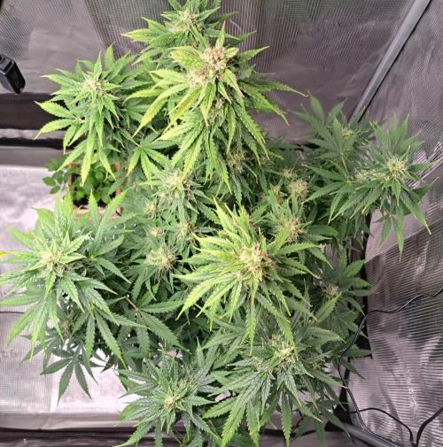 King of Kong. Week 9 - Day 62