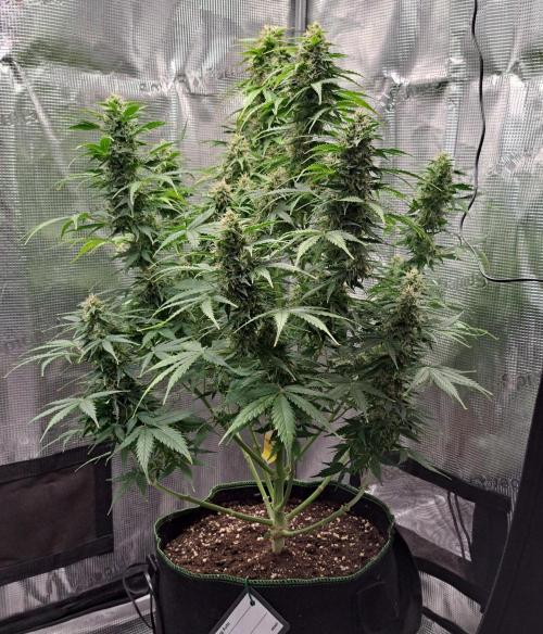 King of Kong. Week 9 - Day 62