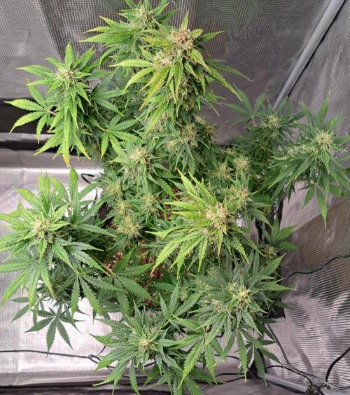 King of Kong. Week 9 - Day 63