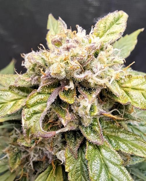 King of Kong. Week 9 - Day 63