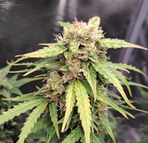 King of Kong. Week 9 - Day 63