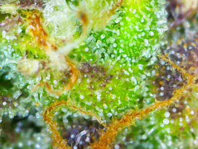 King of Kong. Week 9 - Day 63