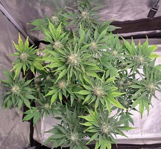 Dreams become purple. Week 8 - Day 50