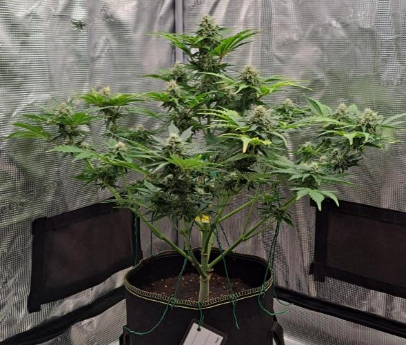 Dreams become purple. Week 8 - Day 50