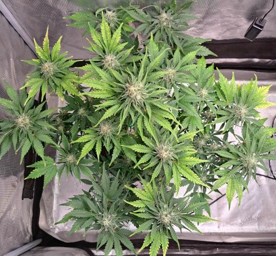 Dreams become purple. Week 8 - Day 51