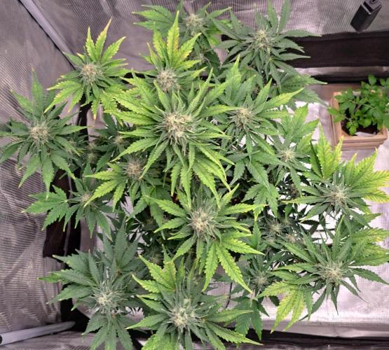 Dreams become purple. Week 8 - Day 52