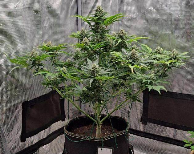 Dreams become purple. Week 8 - Day 52